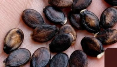 Apple Seeds and Cancer Claims: What Science Actually Says