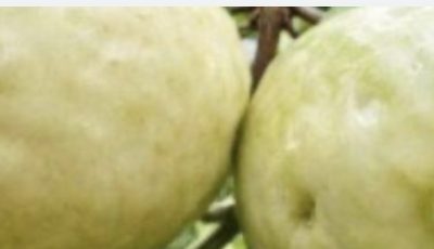 The Surprising Health Benefits of Guava: A Nutrient-Packed Fruit Worth Adding to Your Diet